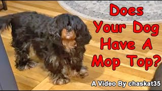 Does Your Dog Have A Mop Top [upl. by Fransis905]