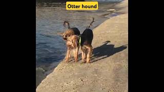 Unique Otterhound Dogs youtube youtubeshorts shorts [upl. by Shantee]