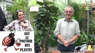 Conseils jardinage polyscia scutellaria Entretien et arrosage plante verte dintérieur [upl. by Cheung]