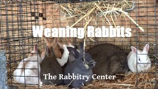 Weaning Rabbits [upl. by Annahgiel]