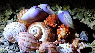 So many kinds of pearl oysters Which one has high quality pearls [upl. by O'Connell]