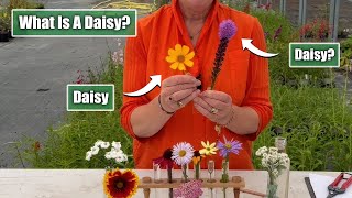 What Makes a Daisy a Daisy  Perennial Asteraceae Plant Family [upl. by Swetlana]