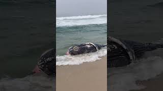 Brasillamentável um filhote de baleia morto enter posto 6 e o 5 praia da Barra Da Tijuca [upl. by Redmond952]