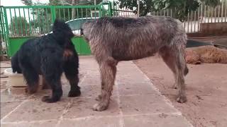 Tibetan Mastiff vs WolfhoundCane CorsoAmerican Bully [upl. by Nilekcaj]