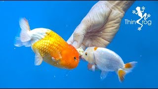 4 Best Goldfish Foods [upl. by Juanne953]