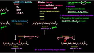 Fatty Acid Synthesis Part 12 of 12  Desaturation [upl. by Ahsinat]