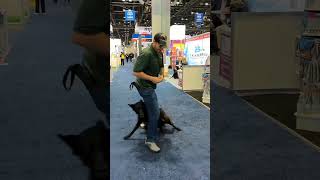 k9 k9protection usa dogs training doglover trending malinois asmr dogowner k9security [upl. by Ajax]