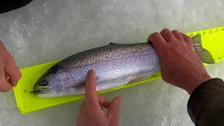 Huge Trout Through the Ice  Hard Water Fishing [upl. by Eesyak203]