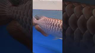 Yi Long Arowana Farm Batu Pahat [upl. by Jarus814]