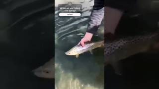 Nice release flyfishing flyfishinglife trout montanalifeoutdoors fishing troutfishing [upl. by Xad535]