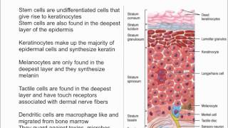 Cells of the Epidermis [upl. by Ardekahs340]