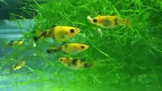 How to breed mollies  different methods for breeding molly fish guppy and other livebearers [upl. by Melac]