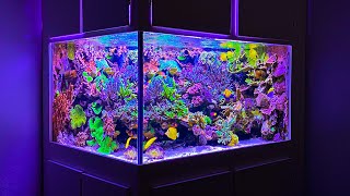 265 Gallon SPS Coral Dominated Reef Aquarium [upl. by Geoffry]