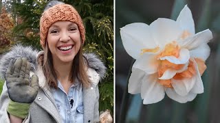 Daffodil Planting Guide  Northlawn Flower Farm [upl. by Ulrich]