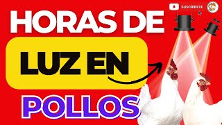 🏅ASÍ MANEJAMOS LAS HORAS DE LUZ EN LOS POLLOS DE ENGORDE 😱 [upl. by Eelynnhoj]