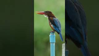 Listen to the Unique Call of the Whitethroated Kingfisher [upl. by Betty]