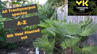 All Trachycarpus species A to Z 2020 [upl. by Thessa693]