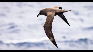 Sooty Albatross on the Flock to Marion 2022 Supporting the Mouse free Marion Project Marion Island [upl. by Mcfarland]