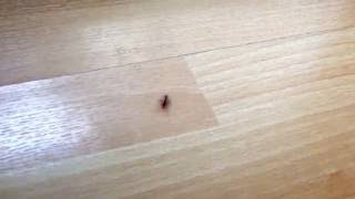 A baby House centipede  Scutigera coleoptrata  walking in my flat like a Boss [upl. by Bautista254]