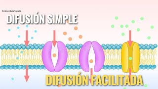 🔴🔵 Difusión simple y facilitada Explicación fácil  Jose Moreno Biólogo [upl. by Silliw]