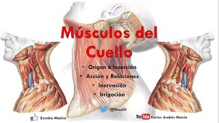 Anatomía  Músculos del Cuello Inserción Inervación Irrigación y Acción [upl. by Parnell63]