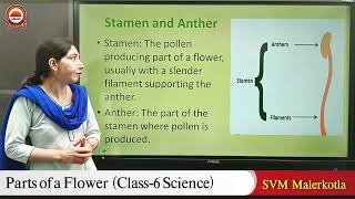 Parts of a flower  Class6 Science  By  Ms Anju Sharma  SVM Malerkotla [upl. by Edia]