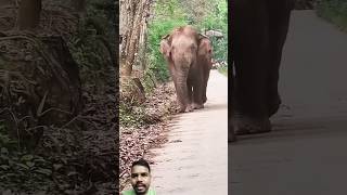 Jungali hathi road per Nikal aaya elephant elephantvillage animals jungleelephant [upl. by Meyeroff436]