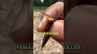 Cicada Killer Wasps animalfacts wildlife [upl. by Eldnar476]