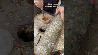 🍄🌿How to grow Shiitake mushrooms mushrooms garden howto [upl. by Olonam130]