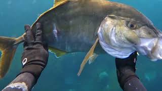 Spearfishing June 2024 Faial Azores [upl. by Fischer437]