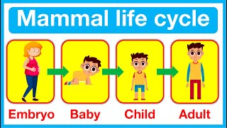 Mammal Life Cycle 🤔  Human life cycle  Fertilisation Baby Child amp Adult [upl. by Oilicec]