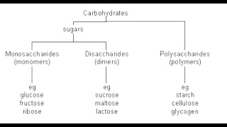 The Difference Between Monosaccharides and Disaccharides Some Examples of them  Watch Now [upl. by Evania564]