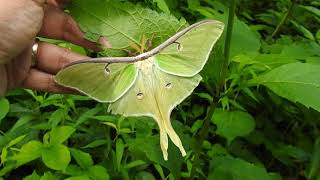 Capital Naturalist Luna Moth [upl. by Imak628]