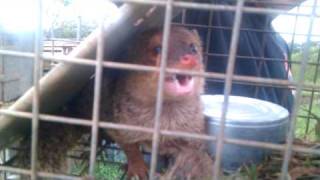 Mongoose in cage vicious [upl. by Sida565]