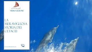 La meravigliosa storia dei cetacei [upl. by Jemie]