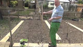 Green Shorts  How to Grow Runner Beans [upl. by Ainit612]