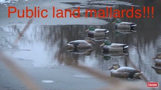 Minnesota Duck Hunting public land mallards [upl. by Nightingale]