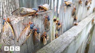 Why 2024s cicada emergence is so rare  BBC Global [upl. by Nitaj]