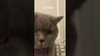 My Cat Edit music beats cat [upl. by Enhpad421]