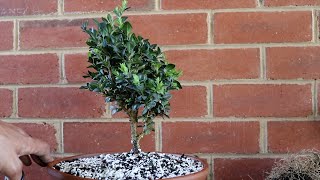 Boxwood prebonsai first repot [upl. by Anauqcaj]