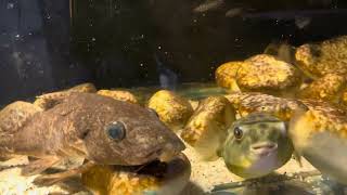 Freshwater puffer fish aquarium fish pufferfish [upl. by Solahcin]