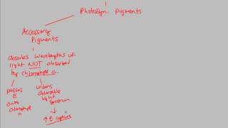 Photosynthesis  Chloroplasts II  BIALIGYcom [upl. by Trixi]