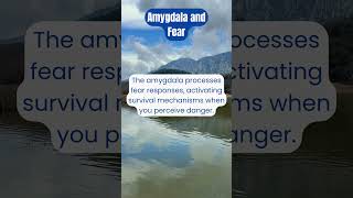 The Amygdala The Brains Fear Center Explained in 60 Seconds [upl. by Sussi]