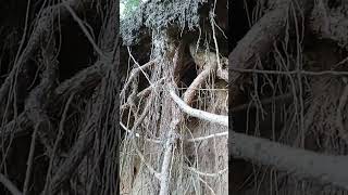 Root system roots [upl. by Llenral]