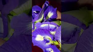 Benefits of blue tea Plant Clitoria Ternatea  Aparajitha  blue tea shortsfeed youtubeshorts [upl. by Maiah]