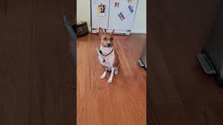 💬 Bertie talk 10 poor animal edition basenji dogs shorts [upl. by Higgs726]