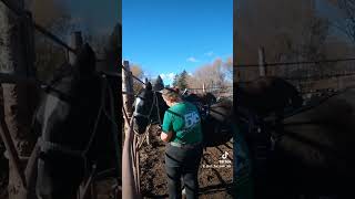 Harnessing Gandalf part one out of 3horsesoftiktok equestrian carthorsetraining carthorsetrainin [upl. by Emearg]