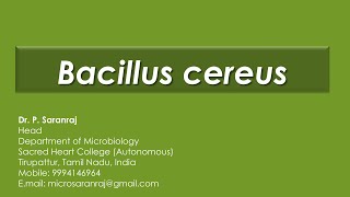 Bacillus cereus [upl. by Marie-Jeanne]