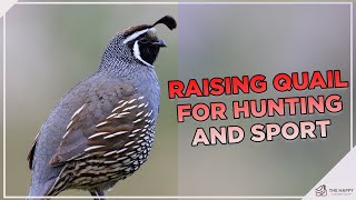 Why You Should Raise Quail For Hunting and Sport [upl. by Gussi108]