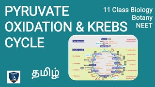 Pyruvate Oxidation amp Krebs Cycle in Tamil  Respiration  Botany I Class 11  NEET  TNSCERT [upl. by Magena]